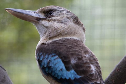 Australian Wildlife Tour At Melbourne Zoo - Geraldton Accommodation 1