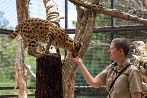 African Cat Encounter At Werribee Open Range Zoo - Geraldton Accommodation 1
