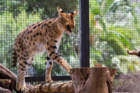 African Cat Encounter At Werribee Open Range Zoo - Geraldton Accommodation 0