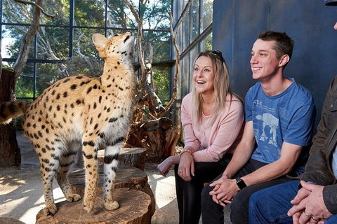 African Cat Encounter At Werribee Open Range Zoo - Geraldton Accommodation 5