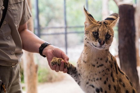 African Cat Encounter At Werribee Open Range Zoo - Geraldton Accommodation 3