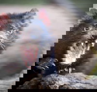 Port Arthur and Tassie Devils Active Day Tour from Hobart - Geraldton Accommodation