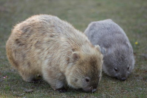 Maria Island Active Day Trip From Hobart - Geraldton Accommodation 8