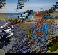 Port Arthur and Lavender Farm Active Day Tour - Geraldton Accommodation