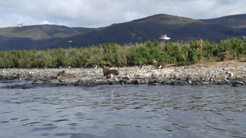 Fresh From The Ocean: Tasmanian Seafood Gourmet Full-Day Cruise Including Lunch - Geraldton Accommodation 11