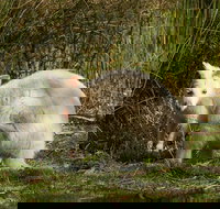 Bruny Island premium private photo-oriented day tour from Hobart - Geraldton Accommodation