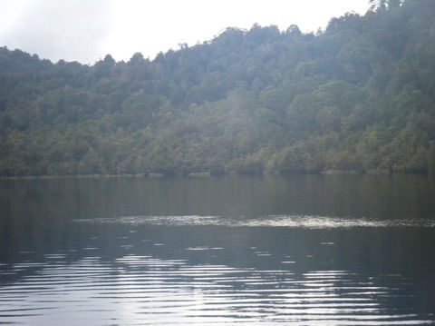 Gordon River Cruise Departing From Strahan - Geraldton Accommodation 23