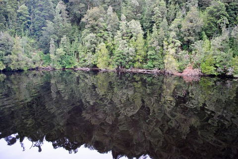 Gordon River Cruise Departing From Strahan - Geraldton Accommodation 24