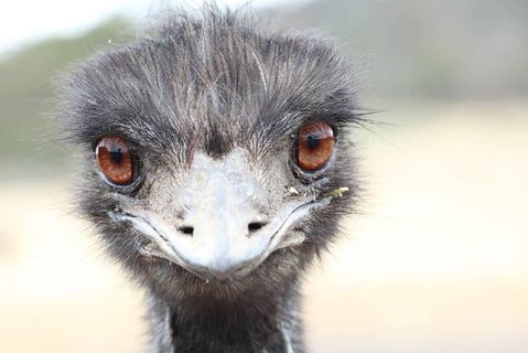 ZOODOO ZOO Tour, Meet The Famous Tasmanian Devil, Cuddle A Kangaroo, Feed A Lion - Geraldton Accommodation 1