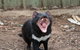 ZOODOO ZOO Tour, Meet The Famous Tasmanian Devil, Cuddle A Kangaroo, Feed A Lion - thumb 0