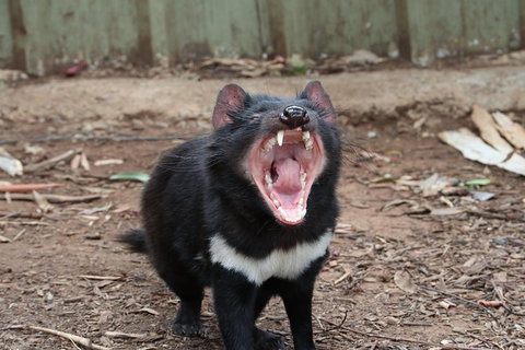 ZOODOO ZOO Tour, Meet The Famous Tasmanian Devil, Cuddle A Kangaroo, Feed A Lion - Geraldton Accommodation 0