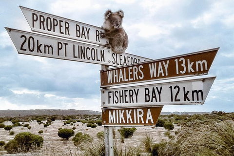 One Day Port Lincoln Tour - Tasting Eyre - Geraldton Accommodation 4