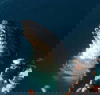 Hervey Bay Whale Watching Experience - Geraldton Accommodation