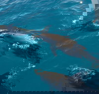 Fraser Island  Dolphin Sailing Adventure - Geraldton Accommodation