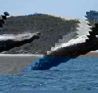 Hervey Bay Ultimate Whale Watching Cruise - Geraldton Accommodation