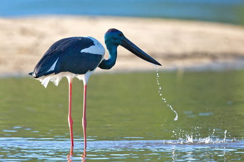 Daintree River Dawn Cruise - Geraldton Accommodation 6