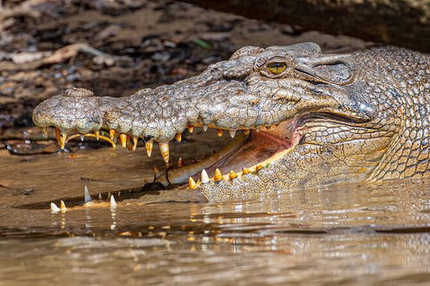 Daintree River Dawn Cruise - Geraldton Accommodation 15