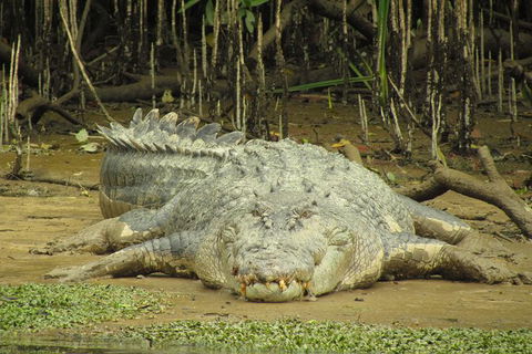 Daintree River Dawn Cruise - Geraldton Accommodation 13