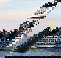 Hervey Bay Whale Watching Cruise - Geraldton Accommodation