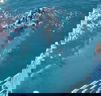 Three-Quarter Day Hervey Bay Premium Whale Watching Cruise - Geraldton Accommodation