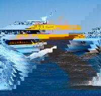 Spirit of Hervey Bay Whale Watching Cruise - Geraldton Accommodation