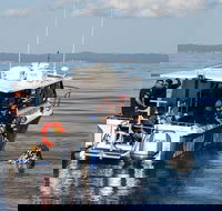 Hervey Bay Whale Swim and Watch - Geraldton Accommodation