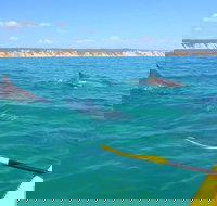 Half-Day Kayak with Dolphins and 4WD Beach Drive from Rainbow Beach - Geraldton Accommodation