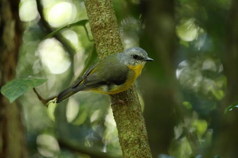 O'Reilly's Lamington National Park And Treetop Canopy Tour - Geraldton Accommodation 3