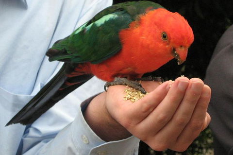 O'Reilly's Lamington National Park And Treetop Canopy Tour - Geraldton Accommodation 1