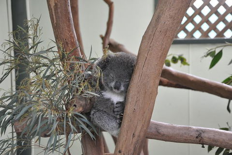 All-Inclusive Blue Mountains Tour In A Luxury Mercedes Sprinter - Geraldton Accommodation 18