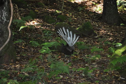 All-Inclusive Blue Mountains Tour In A Luxury Mercedes Sprinter - Geraldton Accommodation 5