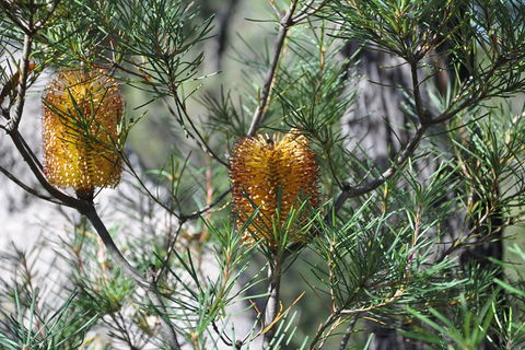 All-Inclusive Blue Mountains Tour In A Luxury Mercedes Sprinter - Geraldton Accommodation 12