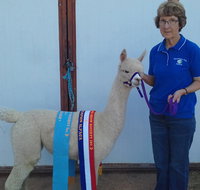 Marchmont Park Alpacas - Geraldton Accommodation