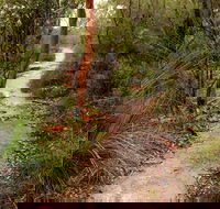 Great North walk - Brisbane Water National Park - Geraldton Accommodation
