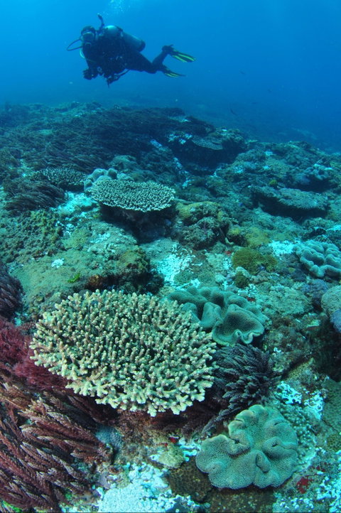Hanging Rock Dive Site - Geraldton Accommodation 0