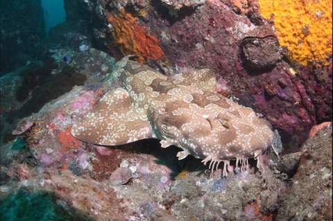Hanging Rock Dive Site - Geraldton Accommodation 1