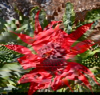 Inverawe Native Gardens - Geraldton Accommodation