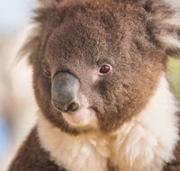 Kyabram Fauna Park - Geraldton Accommodation