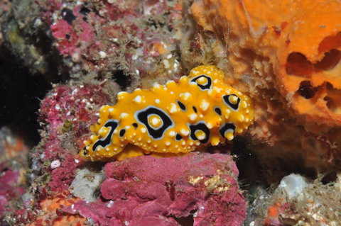 Magic Mountain Dive Site - Geraldton Accommodation 0