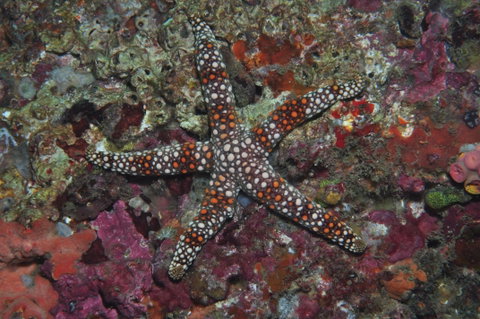Magic Mountain Dive Site - Geraldton Accommodation 1