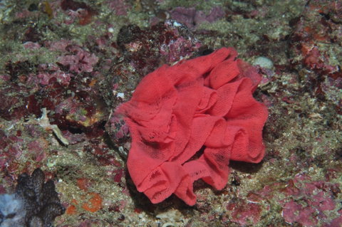 Magic Mountain Dive Site - Geraldton Accommodation 2