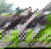 The Good Samaritan Donkey Sanctuary - Geraldton Accommodation