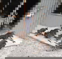 The Patriarch Wildlife Sanctuary - Geraldton Accommodation