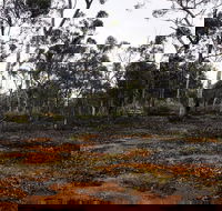 Woylie Walk Dryandra Woodland - Geraldton Accommodation