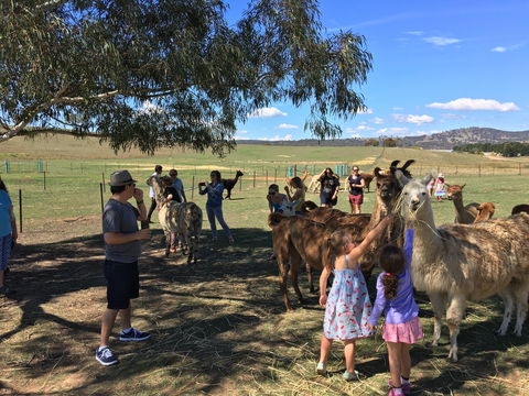 Alpaca Magic Stud - Geraldton Accommodation 0