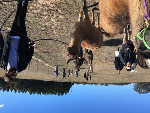 Alpaca Magic Stud - Geraldton Accommodation 1