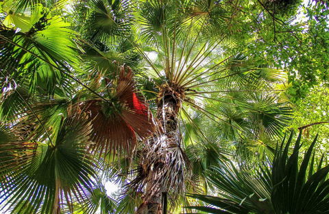 Depot Beach Rainforest Walk - Geraldton Accommodation 0