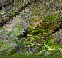 Hopetoun Falls Walking Track - Geraldton Accommodation