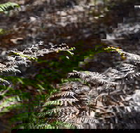 Langwarrin Flora and Fauna Reserve Walking Trails - Geraldton Accommodation