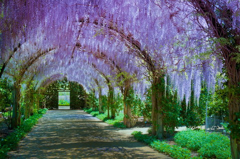 Alowyn Gardens And Nursery - Geraldton Accommodation 0